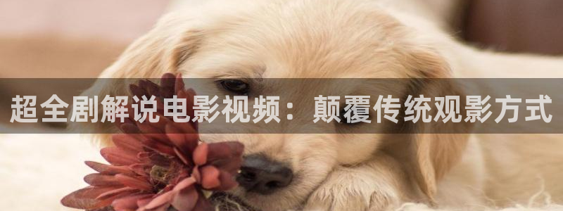 悟空电影天堂神马影视